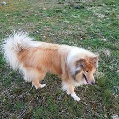 Collie langhåret Marco ( Julianas Corey)