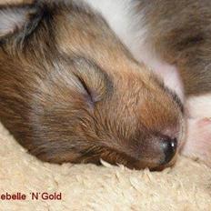Collie langhåret Lassie (Jessebelle  N'Gold of Kingly Shine)