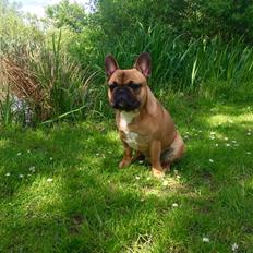 Fransk bulldog Uffe (Helvedeshunden fra Mordor)