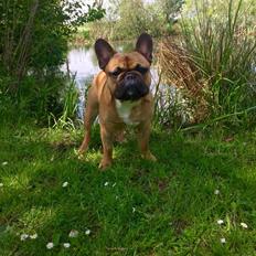 Fransk bulldog Uffe (Helvedeshunden fra Mordor)