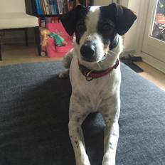 Dansk svensk gaardhund Fanny