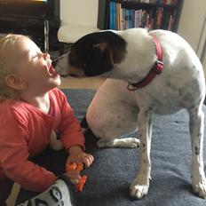 Dansk svensk gaardhund Fanny