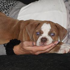 Olde english bulldogge Bullplanet's Mica Malou