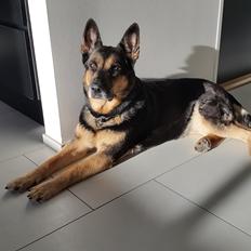 Schæferhund (Bayogi Gilli) Luka (RIP maj 2016)