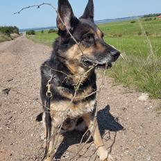 Schæferhund (Bayogi Gilli) Luka (RIP maj 2016)