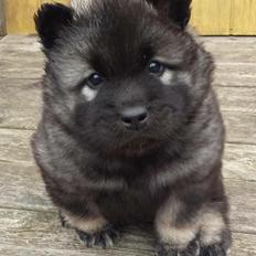 Eurasier Conrad