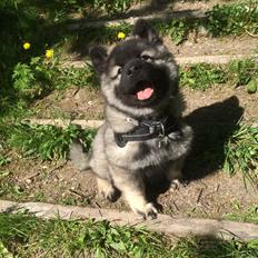 Eurasier Conrad