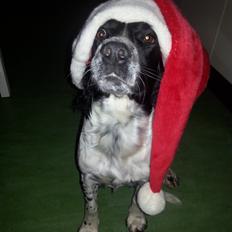 Engelsk springer spaniel Liva