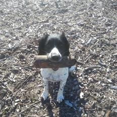 Engelsk springer spaniel Liva