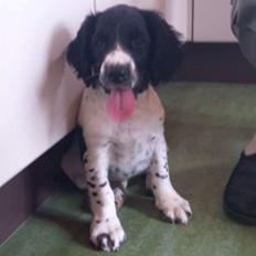 Engelsk springer spaniel Liva