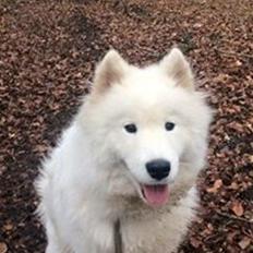 Samojedhund Cabaka's Simply Designed "Eira"