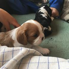 Cavalier king charles spaniel Clara