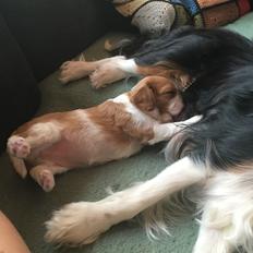 Cavalier king charles spaniel Clara