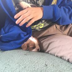 Cavalier king charles spaniel Clara