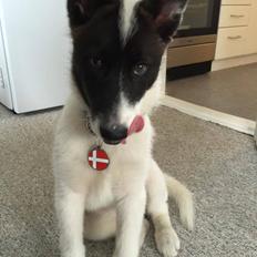 Grønlandshund Nanu ( isbjørn )