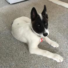 Grønlandshund Nanu ( isbjørn )