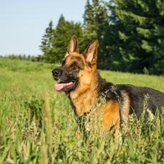 Schæferhund Degner Carlo