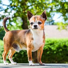Chihuahua CH. Gorchi Dasher "Dexter"