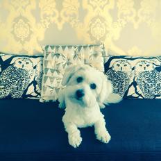 Coton de tulear Molly
