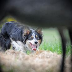 Border collie Chut