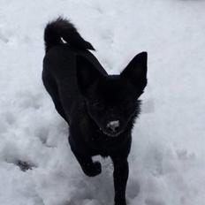 Blanding af racer Pomeranian, Chihuahua Shellie