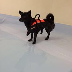Blanding af racer Pomeranian, Chihuahua Shellie