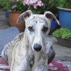 Whippet Cala