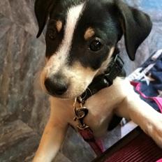 Dansk svensk gaardhund Ezio