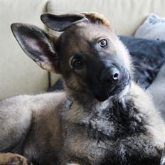 Schæferhund Mozart (Lillegårdens Foza) 