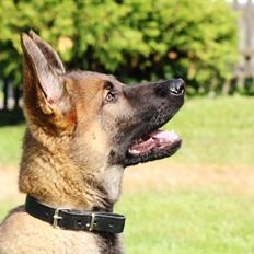 Schæferhund Mozart (Lillegårdens Foza) 