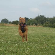Airedale terrier Karla