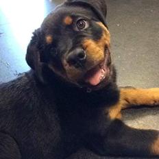 Rottweiler Chili