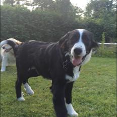 Blanding af racer Anton