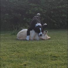 Blanding af racer Anton