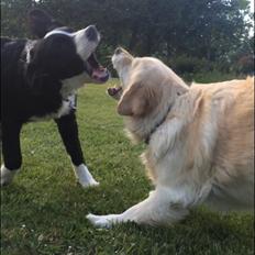 Blanding af racer Anton