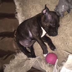 Staffordshire bull terrier Taya