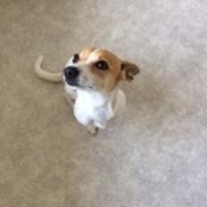 Blanding af racer sussi