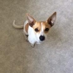 Blanding af racer sussi