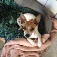 Blanding af racer sussi