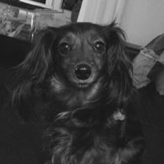 Miniature gravhund Fie 