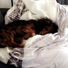 Miniature gravhund Fie 