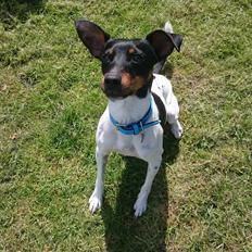 Dansk svensk gaardhund Bandit
