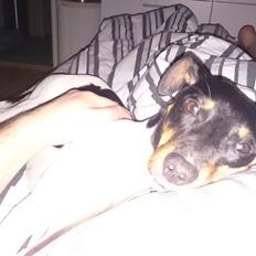 Dansk svensk gaardhund Bandit