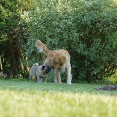 Golden retriever Carlo