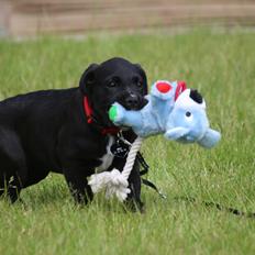 Blanding af racer Nela