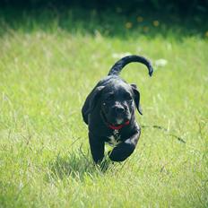 Blanding af racer Nela