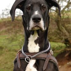 Blanding af racer Magai