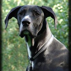 Blanding af racer Magai