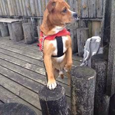 Blanding af racer Bobby