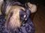 Catahoula leopard dog Basti
